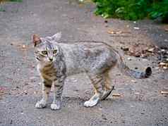 精致的优雅的灰色的虎斑猫站人行道上一般计划