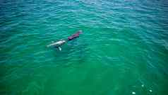 令人惊异的海豚游泳海洋一般计划
