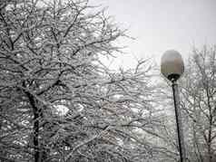 白雪覆盖的分支美丽的冬天景观白雪覆盖的树背景街光