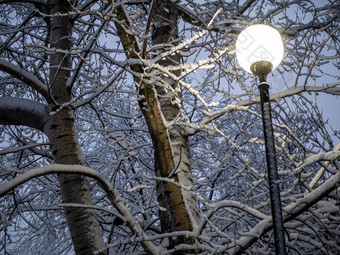 白雪覆盖的分支美丽的冬天景观白雪覆盖的树背景街光晚上照片