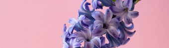 全景淡紫色风信子花突出显示粉红色的背景春天花淡紫色风信子的地方文本