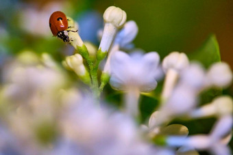 <strong>瓢虫</strong>坐着美丽的淡紫色花低光背景lady-cow<strong>瓢虫瓢虫</strong>lady-cow颜色