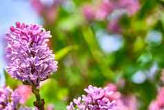 宏紫色的淡紫色花分支春天模糊背景颜色