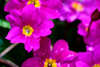 花朵报春紫色的花特写镜头颜色