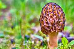 莫雷尔蘑菇日益增长的长满草的补丁颜色