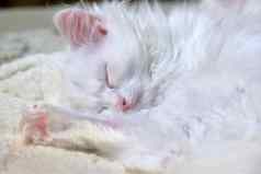 白色小猫睡觉关闭