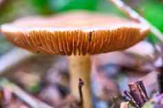 野生蘑菇日益增长的森林自然软焦点颜色