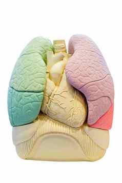 解剖学段肺模型人类