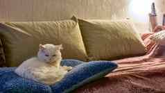 白色猫睡觉枕头颜色