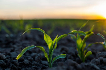 发芽绿色年轻的玉米有机土壤日落植物培养农业