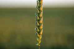 关闭年轻的小麦耳朵日益增长的场日落夏天景观农业收获农村背景