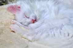 白色小猫睡觉关闭