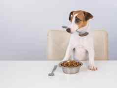杰克罗素梗狗坐在晚餐表格碗干食物持有勺子口