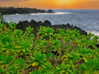 naupaka植物成长黑色的熔岩怀阿纳帕纳帕状态公园刘荷娜夏威夷