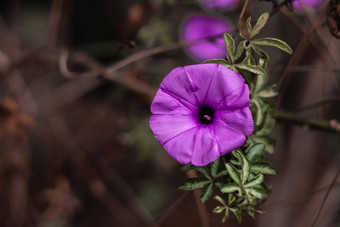 横幅真正的自然美照片背景紫色的紫罗兰色的草旋花类花小布鲁姆绿色简单的叶花夏天晚上黑暗植物护理宏关闭花序开花幻想