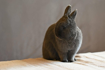 美丽的灰色的矮兔子坐着床上