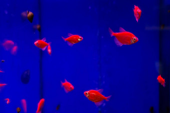 <strong>红色</strong>的特尔内西亚家蓝色的水族馆