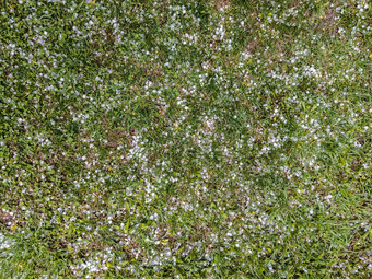 白色冰冰雹绿色草夏天风暴