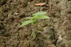 农业日益增长的植物植物日益增长的阳光发芽幼苗年轻的婴儿植物日益增长的发芽序列肥沃的土壤背景