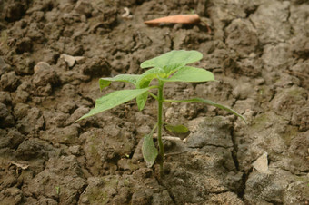 农业日益增长的植物植物日益增长的阳光发芽幼苗年轻的婴儿植物日益增长的发芽序列肥沃的土壤背景