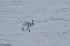 北极毛天兔座北极跳来跳去雪加拿大的北极苔原