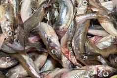 集合胡瓜鱼欧洲胡瓜鱼鱼出售市场