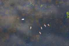 夫妇白色天鹅湖空中无人机照片