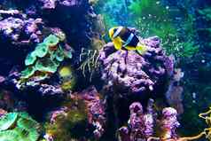 色彩斑斓的珊瑚礁底热带海黄色的鱼