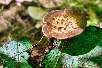 美丽的特写镜头森林蘑菇收集蘑菇蘑菇照片森林照片森林背景颜色
