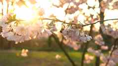 盛开的粉红色的苹果树分支机构移动风阳光明媚的春天一天背景清晰的蓝色的天空樱桃花朵温暖的阳光日落背景镜头耀斑自然开始概念