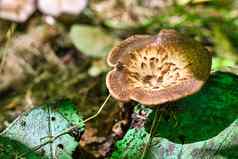 美丽的特写镜头森林蘑菇收集蘑菇蘑菇照片森林照片森林背景颜色
