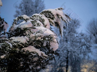 白雪覆盖的分支美丽的冬天景观白雪覆盖的树晚上照片