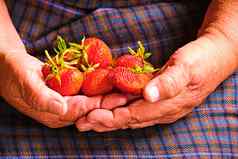 草莓手上了年纪的农民种植护理过程收益率有机草莓新鲜的清洁卫生颜色