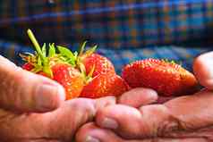 草莓手上了年纪的农民种植护理过程收益率有机草莓新鲜的清洁卫生颜色