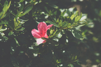 横幅日出早....太阳真正的自然生活美照片背景关闭单粉红色的花热带雨林花设计象征精神上的纯度苍白的古董不光滑的效果绿色树叶