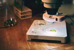 更紧密的生活拍摄植物样品显微镜植物学家办公室