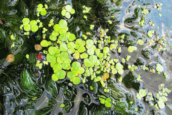 莱姆纳小常见的浮萍较小的浮萍物种水生淡水植物亚科利姆诺伊迪阿鲁姆家庭天南星科