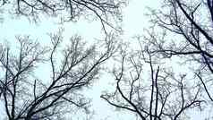 无叶的分支机构孤立的白色背景底视图上衣树冬天森林背景多云的天空底视图上衣树冬天森林背景天空