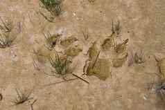 泥泞的狼爪子打印耶尔沃斯通国家公园