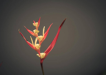 真正的美自然鹤望兰鸟天堂起重机莉莉植物红色的粉红色的开花热带异国情调的新闻中心花狭窄的花瓣黄色的布鲁姆光灰色的背景复制空间植物花设计