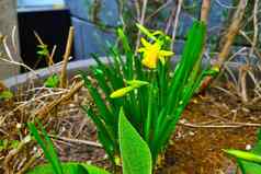 花床上春天花朵黄色的花那喀索斯