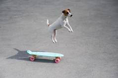 狗游乐设施一分钱董事会在户外杰克罗素梗执行技巧滑板