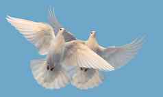 白色鸽子和平自由飞天空
