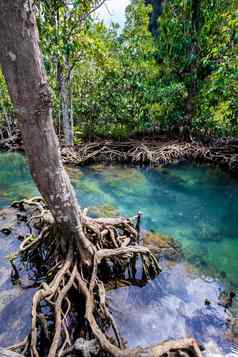 热带树根塔砰的一声红树林沼泽森林流水运河首歌南泰国