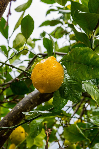 frehs柠檬柠檬树马略卡岛