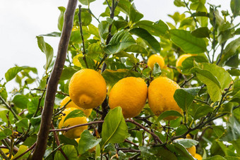 frehs柠檬柠檬树马略卡岛