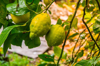 frehs<strong>柠檬柠檬树</strong>马略卡岛