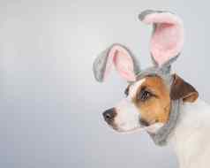 肖像可爱的狗杰克罗素梗兔子头巾白色背景