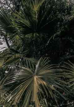 美丽的背景绿色糖棕榈叶早....阳光