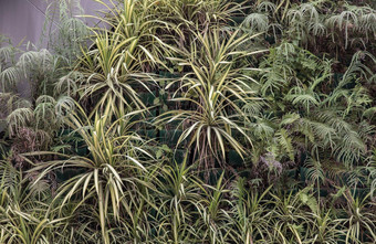 绿色植物叶子背景吊兰comosum蜘蛛植物蕨类植物光影子